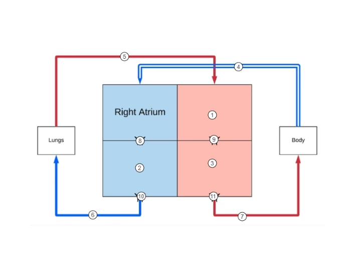 Heart Box Simulation Heart Box Diagram Quiz