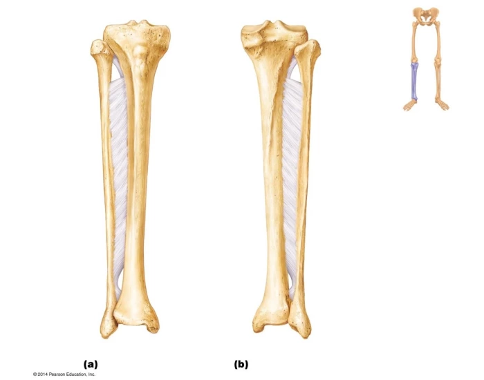 Fibula And Tibia Printable Worksheet
