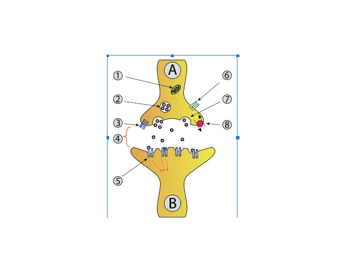 Neuron Quiz Printable Worksheet