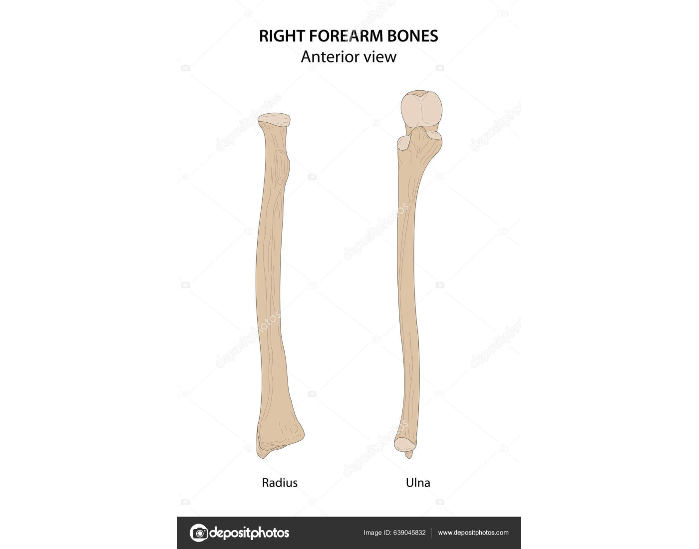 Ulna & Radius Anatomy Quiz