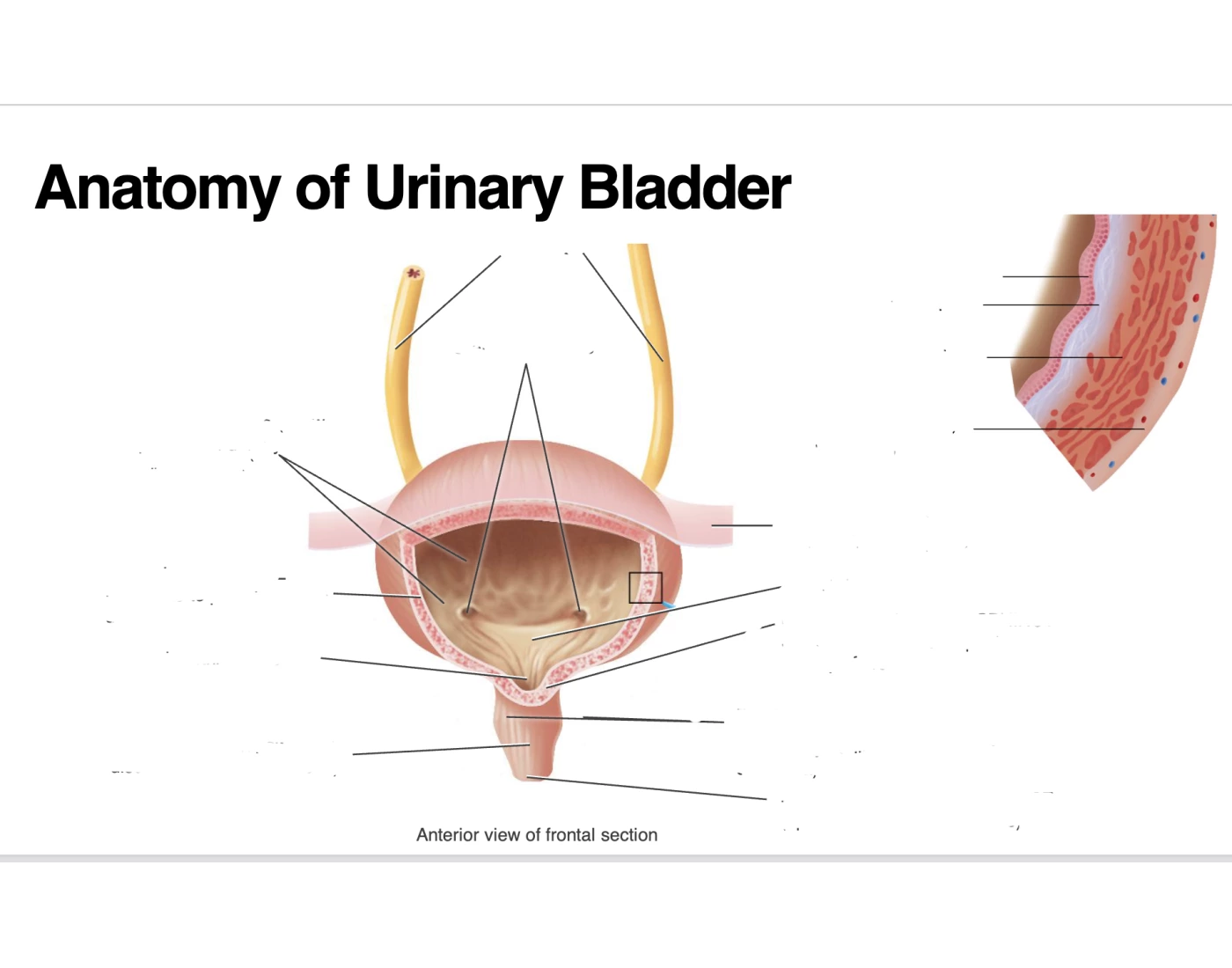 Bladder Game Anatomy of Urinary Bladder Quiz