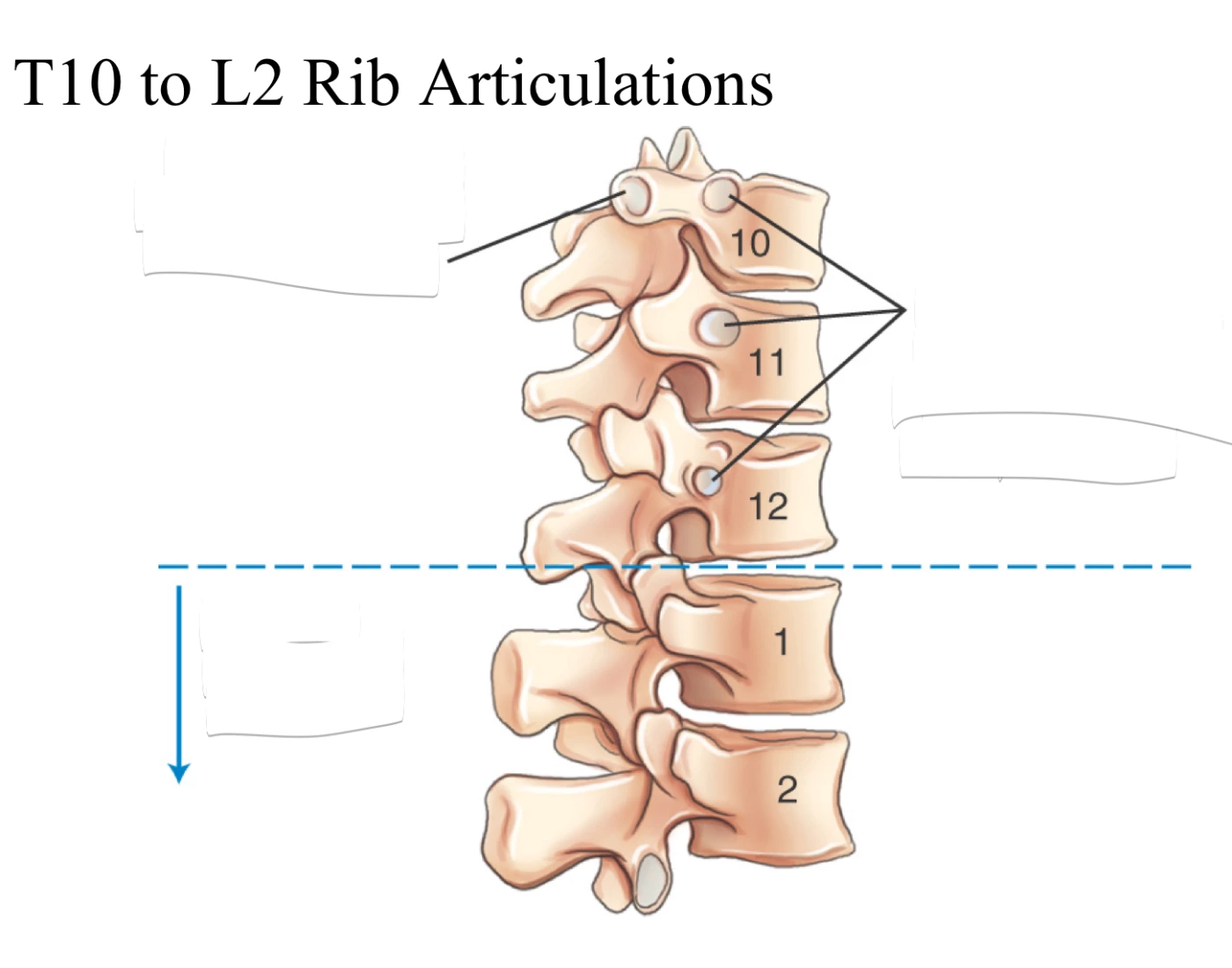 Key Rib T10 T10 to L2 Rib Articulations Quiz