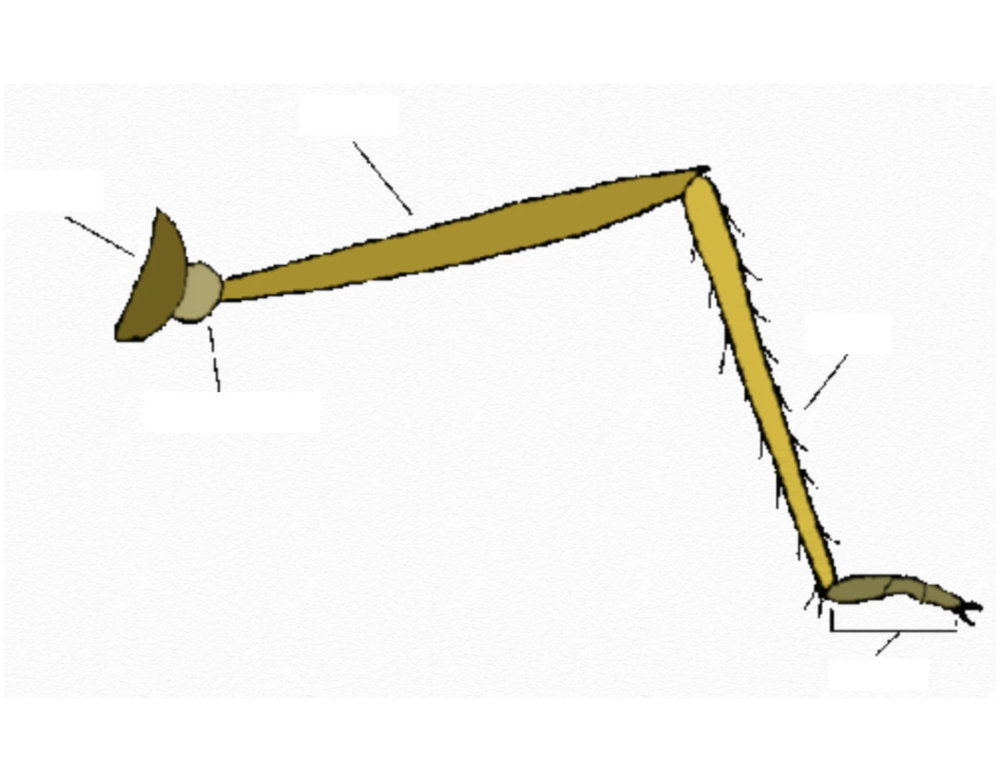 Partes de la pata del insecto Quiz