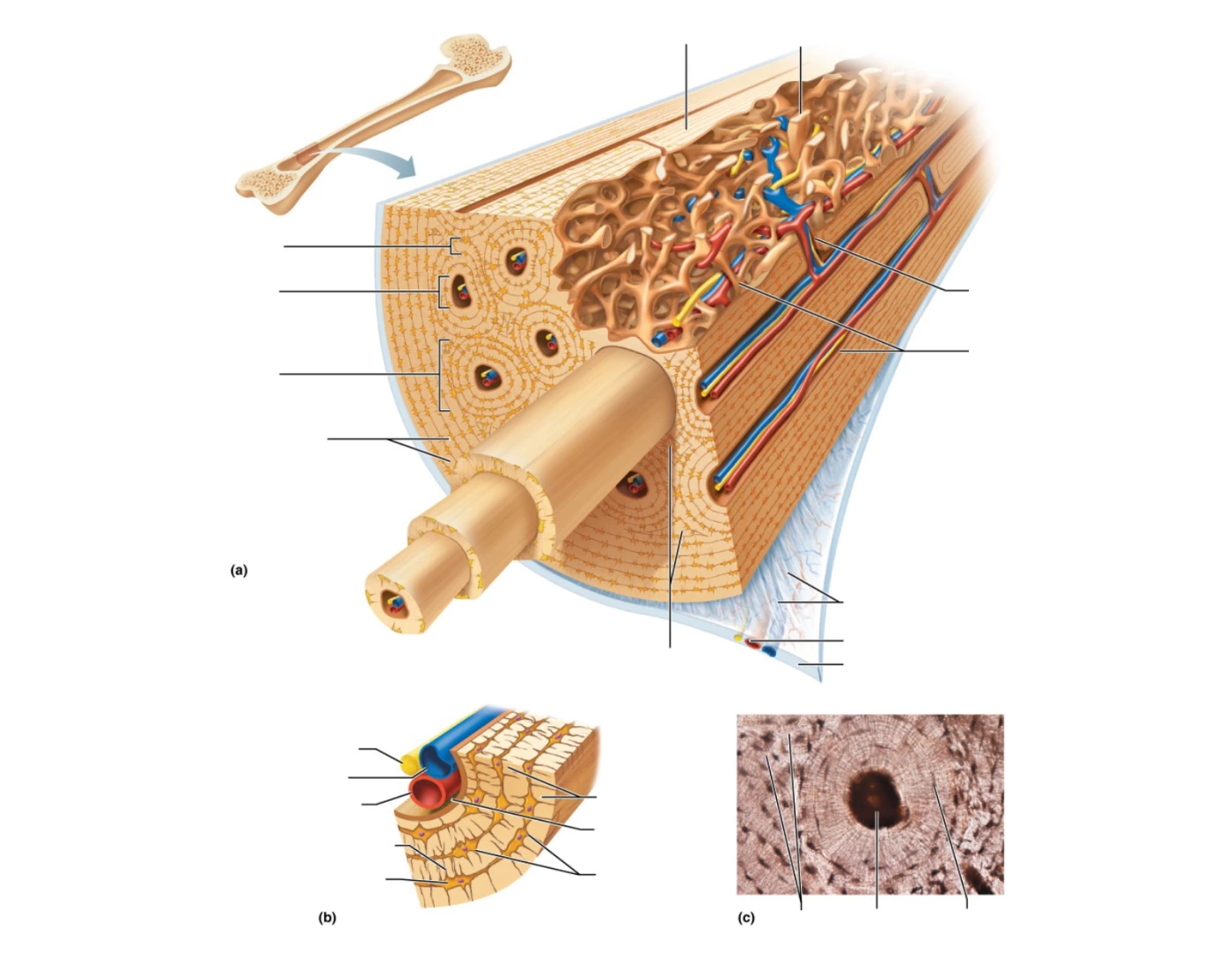 Bone structure Quiz
