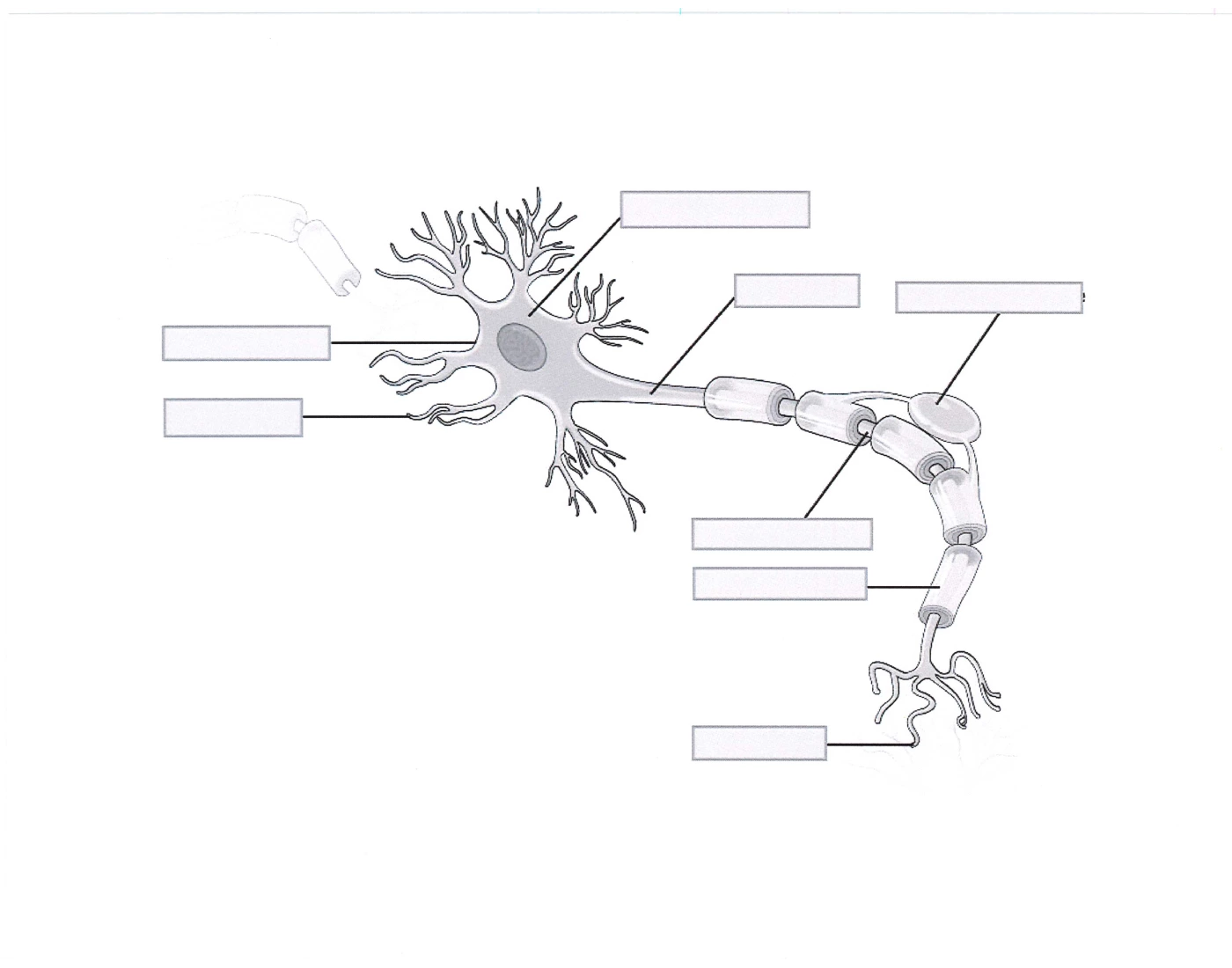 Brain anatomy (Parts of a neuron) — Printable Worksheet