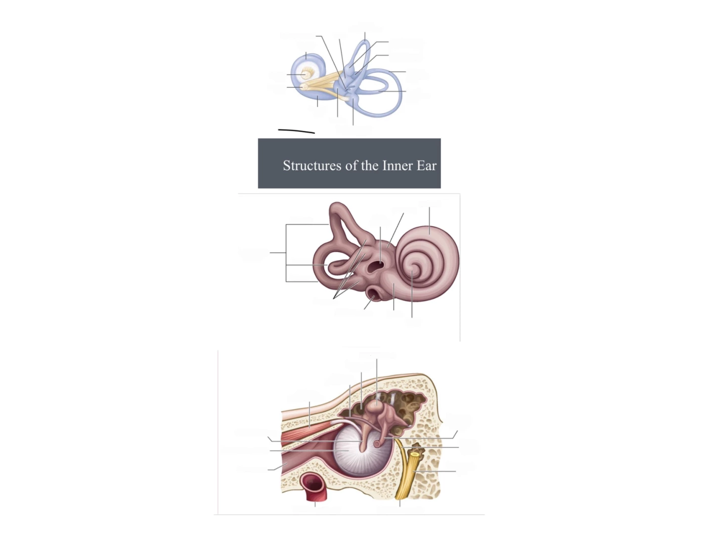 Aud: Inner ear - bony labyrinth - middle ear — Printable Worksheet
