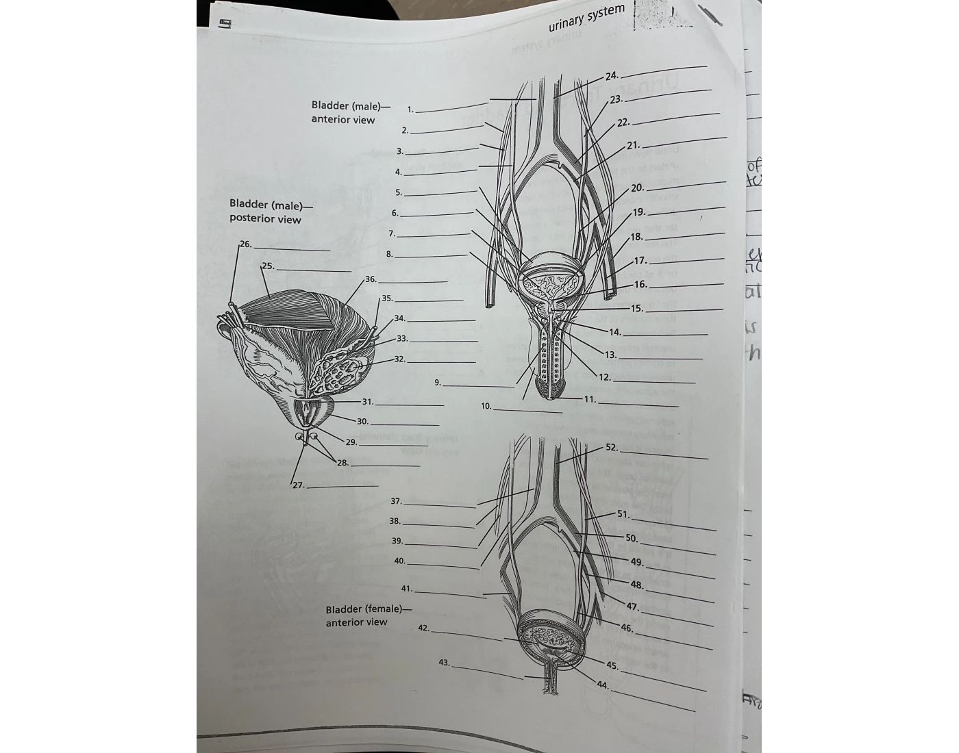 Bladder Game Bladder - male anterior view Quiz