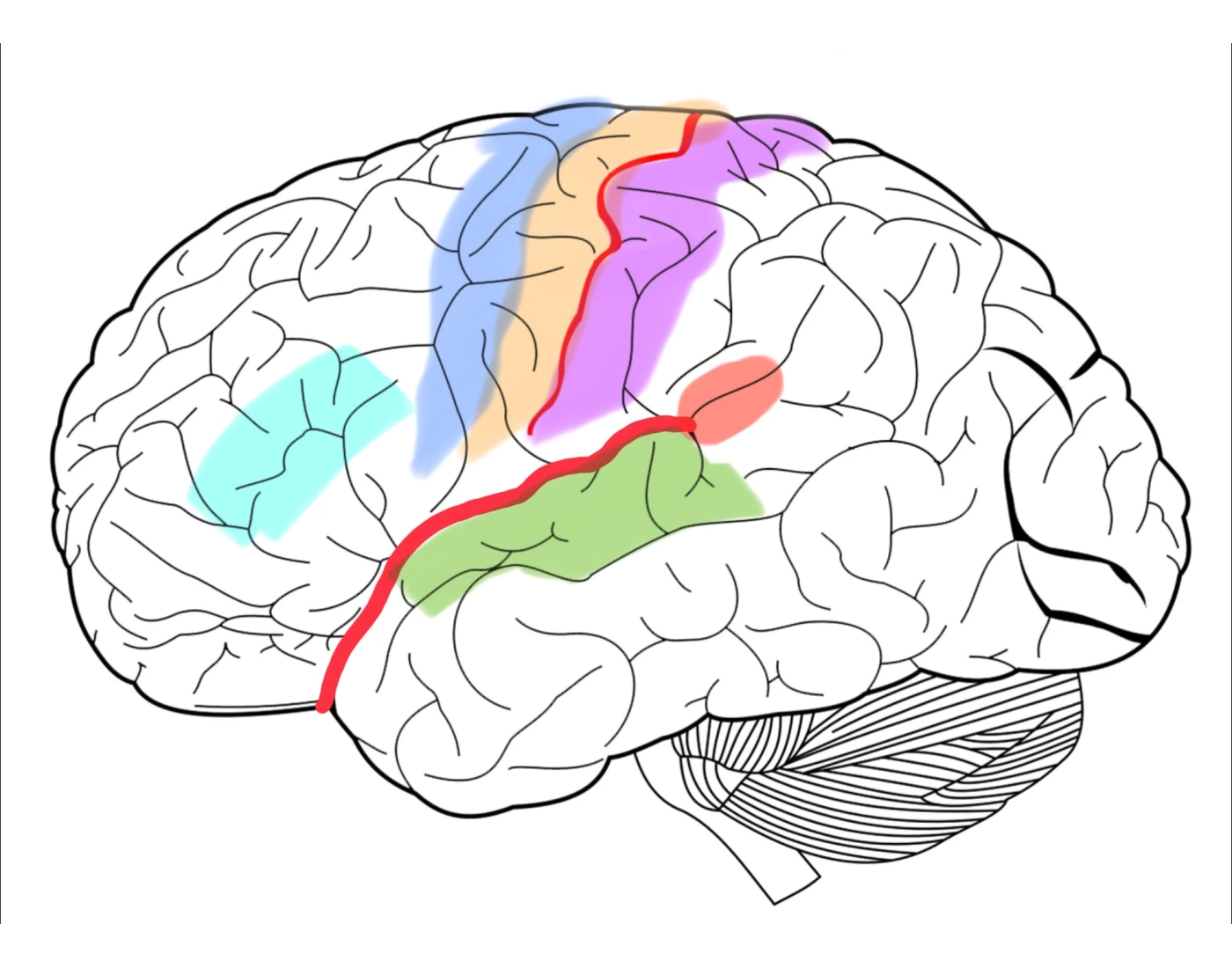 Cortex & Gyri Quiz