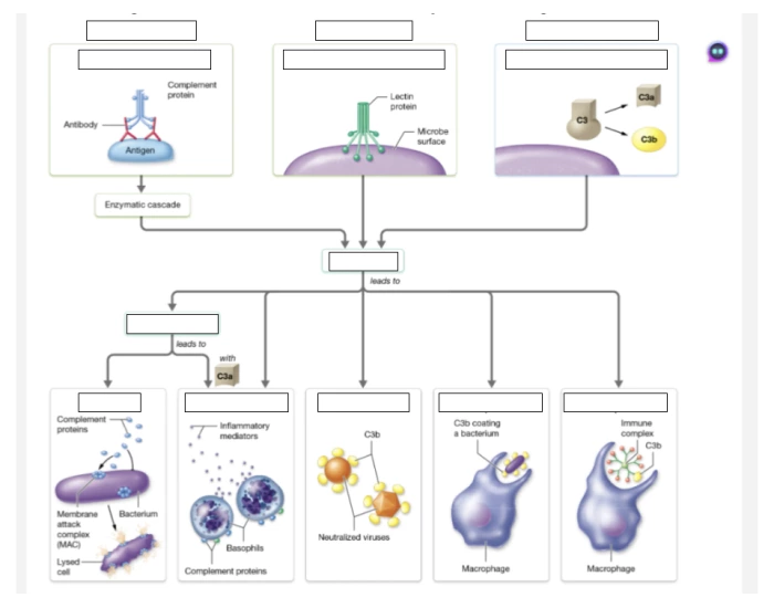 Complement Protein System Quiz