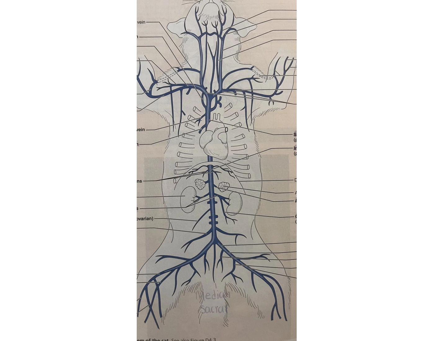 Cat Veins Quiz Printable Worksheet