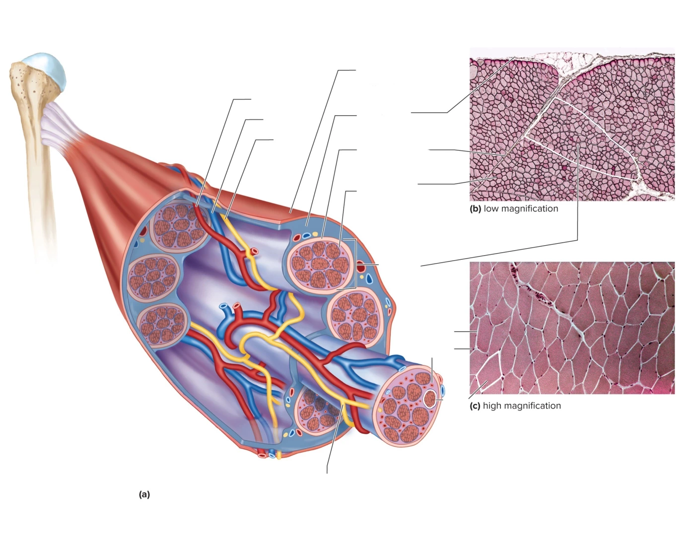 Muscle Fiber Structer whole skeletal muscle fiber structure Quiz