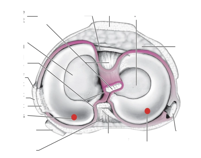 Polliard Superior view of cut knee joint Quiz
