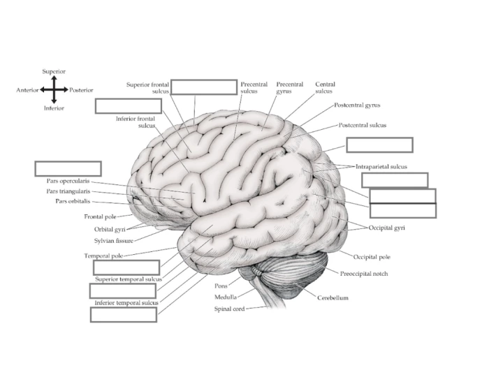 Lateral Structure Lateral surface of the brain important structures Quiz