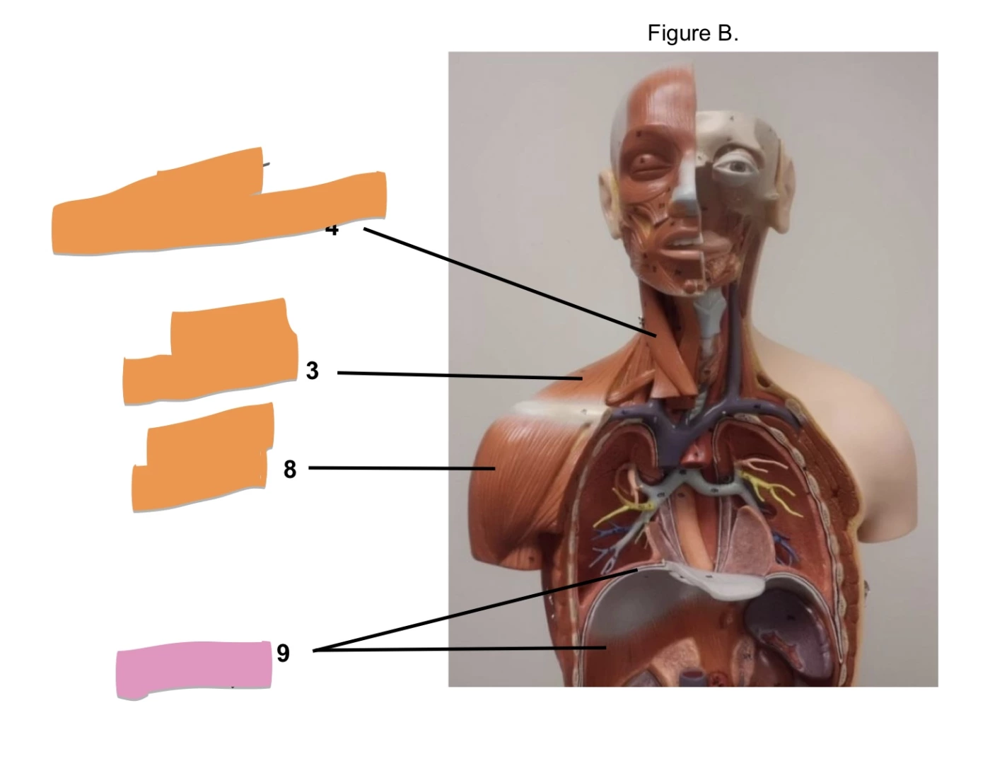 Lab 7 SOMSO Torso Model 2 — Printable Worksheet