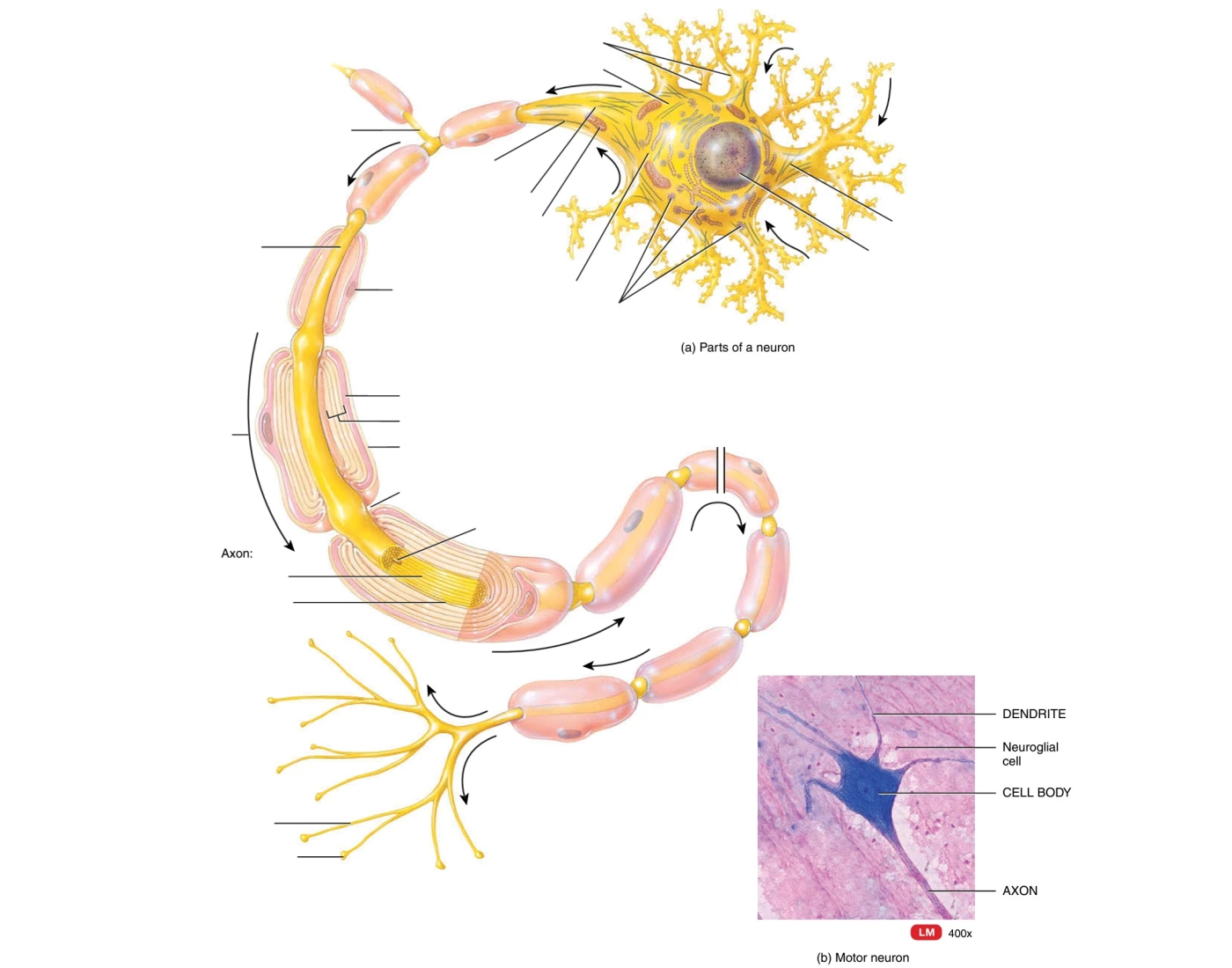 Multipolar Neuron Printable Structure of a multipolar neuron — Printable Worksheet