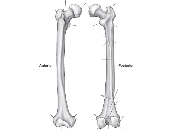 right femur bone labeling — Printable Worksheet