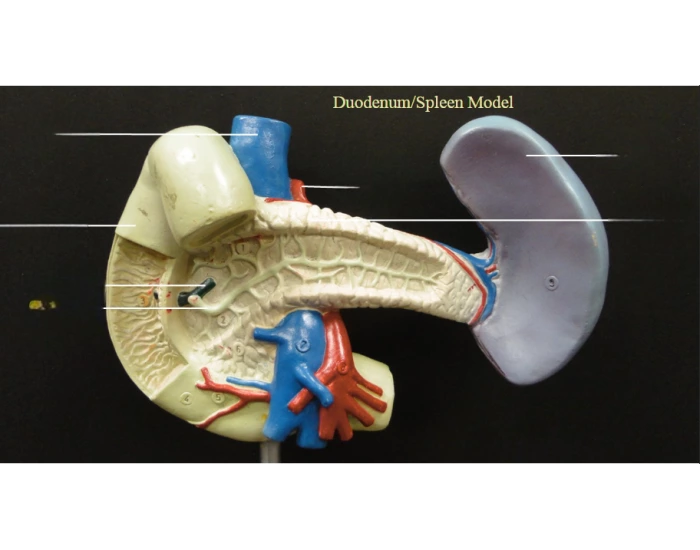 Duodenum Modle Duodenum and spleen model Quiz