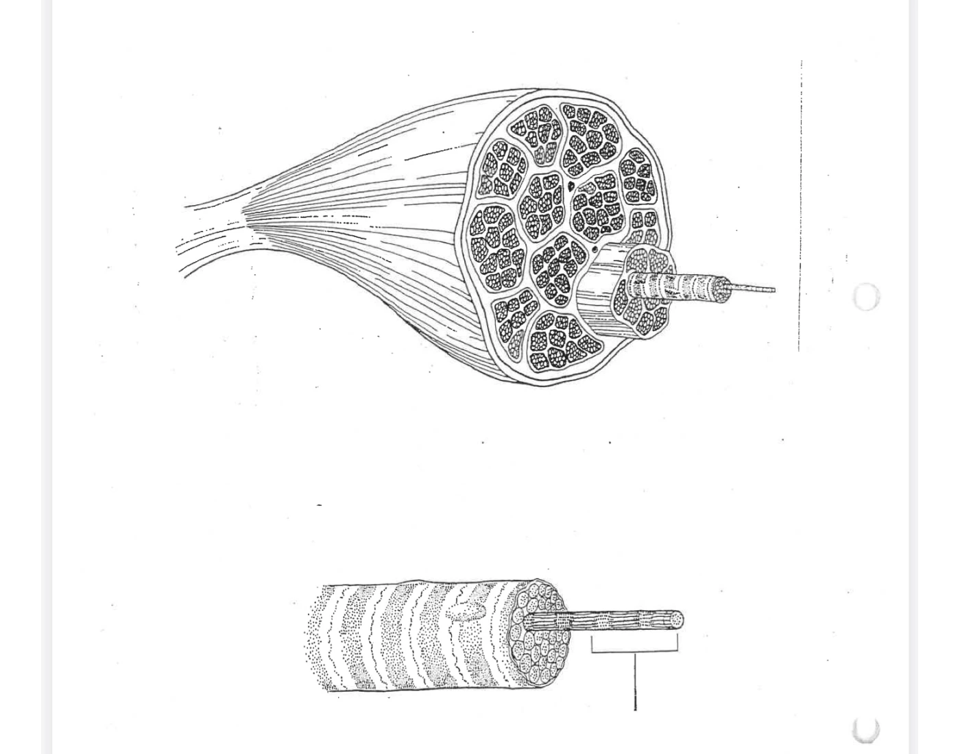Tendon Without Label Muscle cell label Quiz