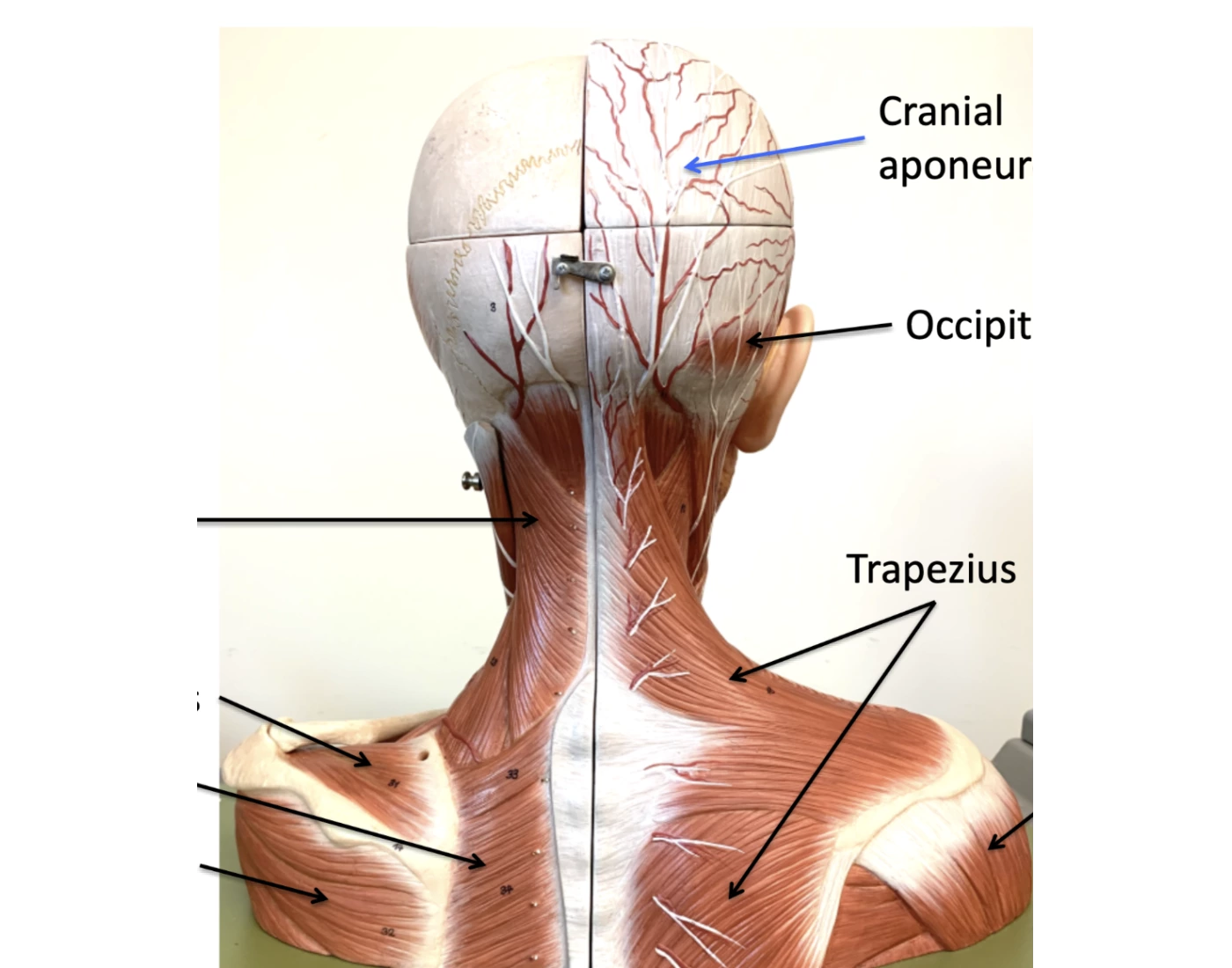 Deep Trunk superficial and deep trunk muscles — Printable Worksheet