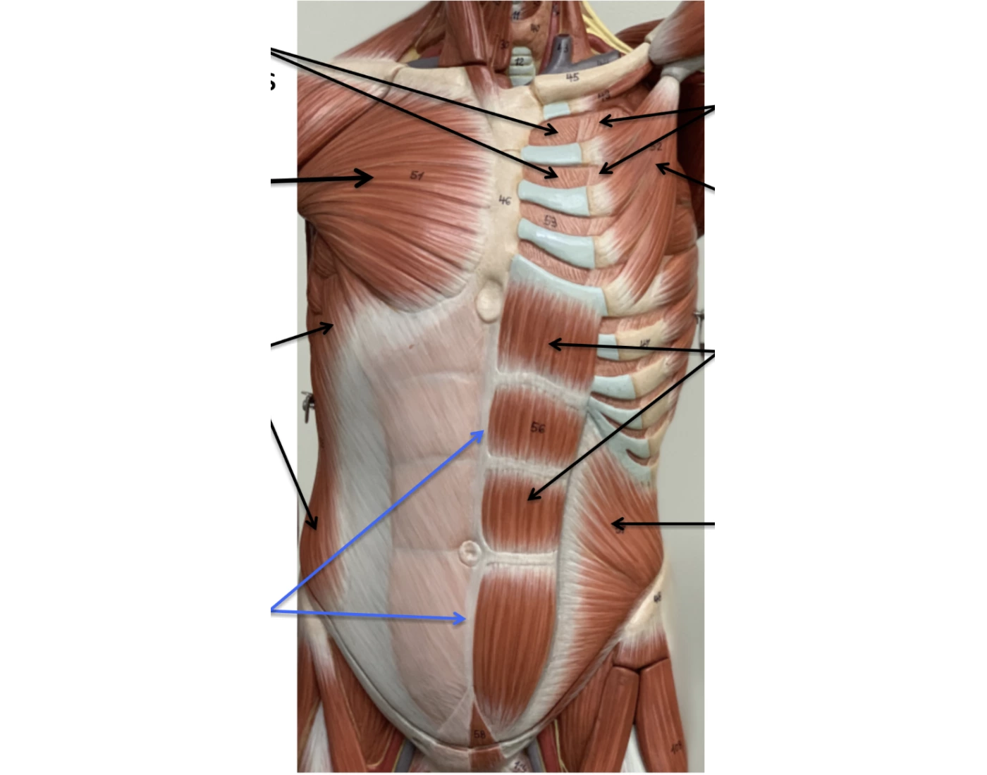 Deep Trunk superficial and deep trunk muscles Quiz