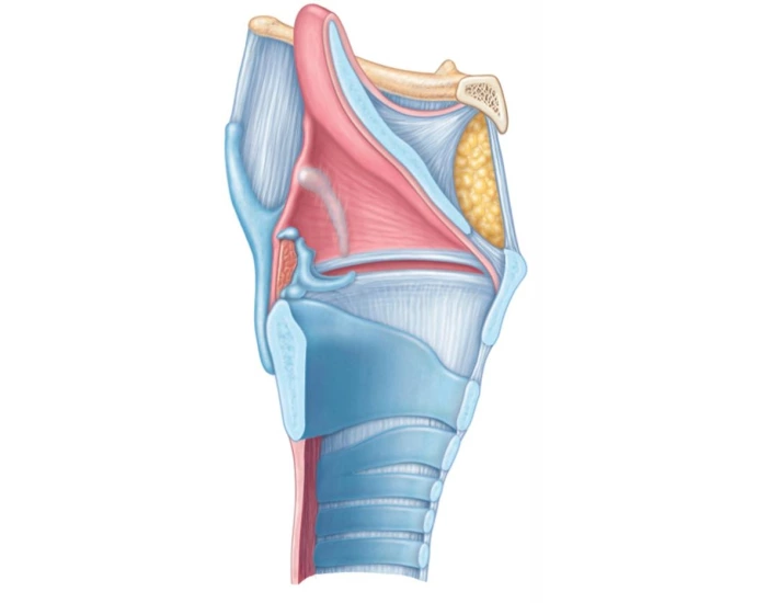 Sadgital Ridge Sagittal View: anterior surface to the right Quiz