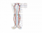 Major Veins and Arteries of the Lower Limb 1