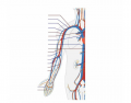 Major Veins and Arteries of the Upper Limb