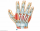 Intrinsic Muscles, Tendons, and Ligaments of the Hand