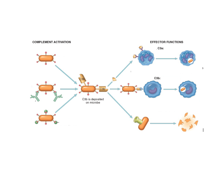 Complement System Quiz