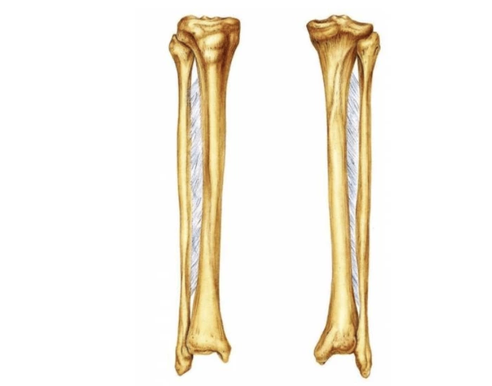 Tibia and Fibia - UG BIAN Quiz
