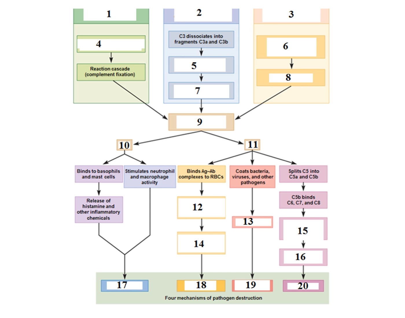 Immune Pathways Quiz