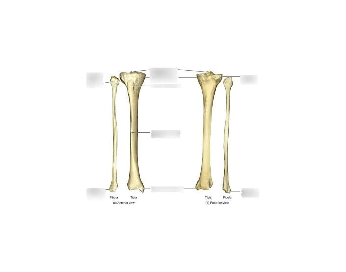 Bone Markings of the Tibia — Printable Worksheet