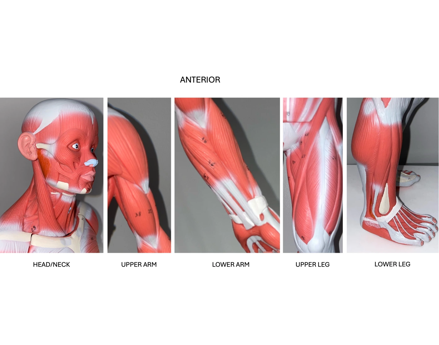 Muscle Lab Model BIOL A111- Lab #6 Muscle Model- Anterior Quiz