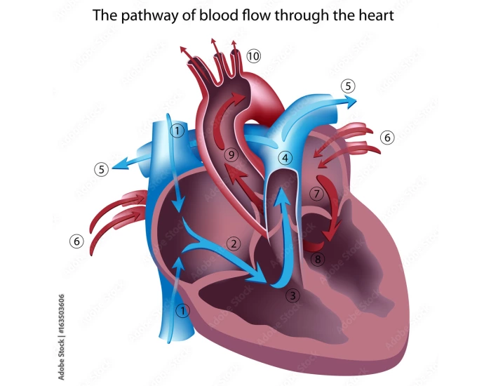 Correct Flow Correct order - blood flow in heart Quiz