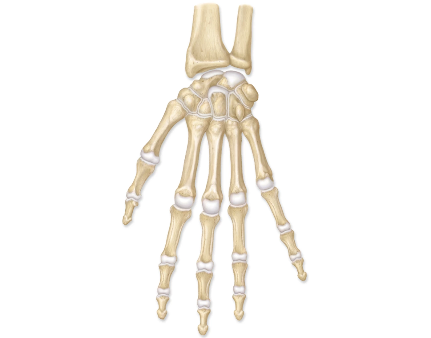 Right Risk Hand right wrist & hand, anterior view Quiz
