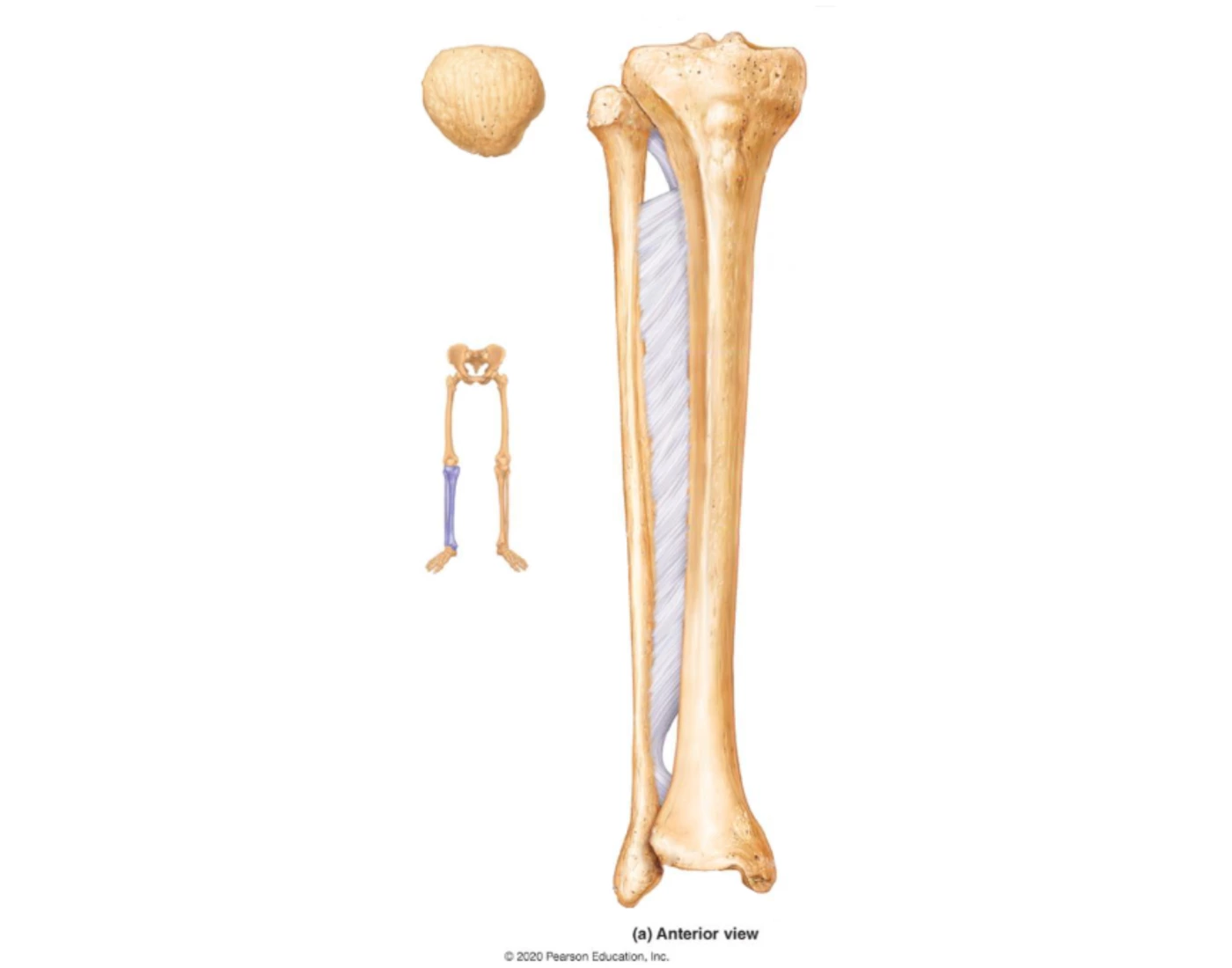 LabUnit2 - Tibia/Fibia - CypressCollege BIOL231 Quiz