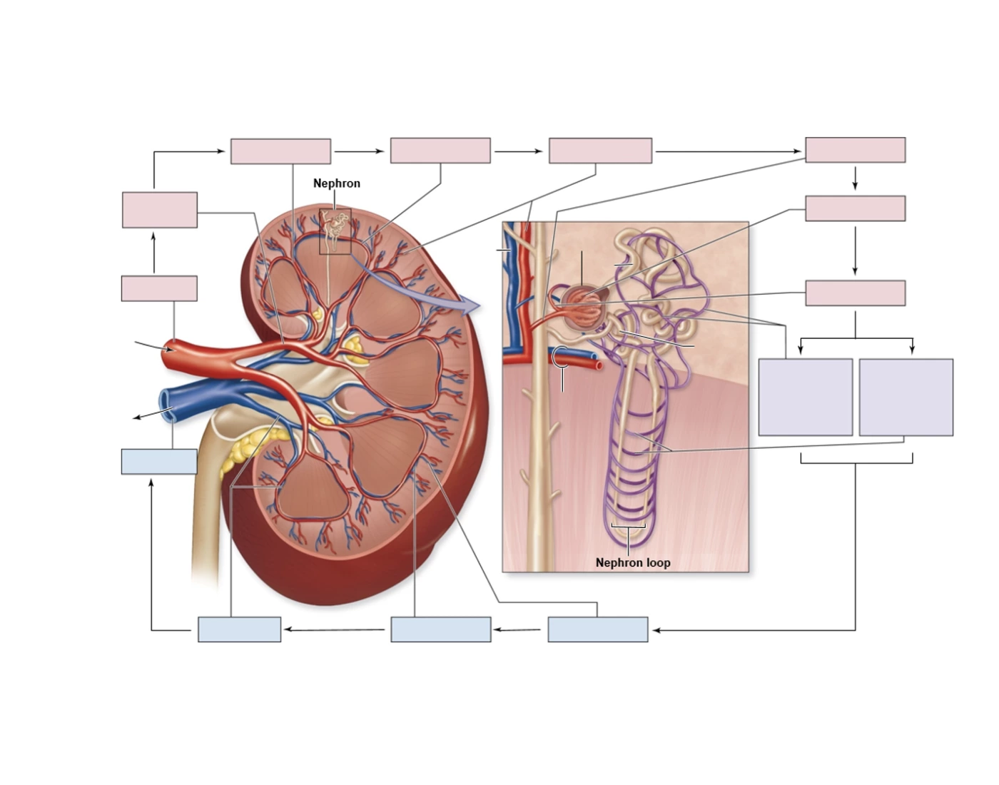 path of blood and filtrate through the kidney Quiz