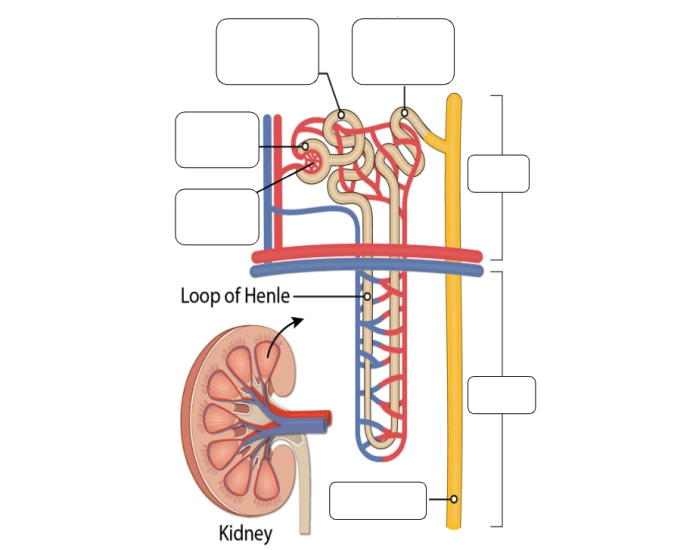 Nephron Not Label Label the Nephron Quiz