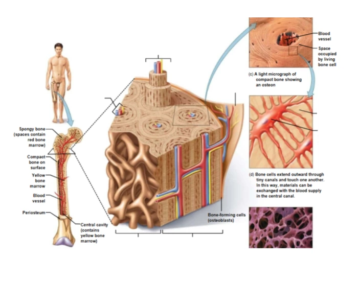 Bone Sample Labels bone model labels Quiz