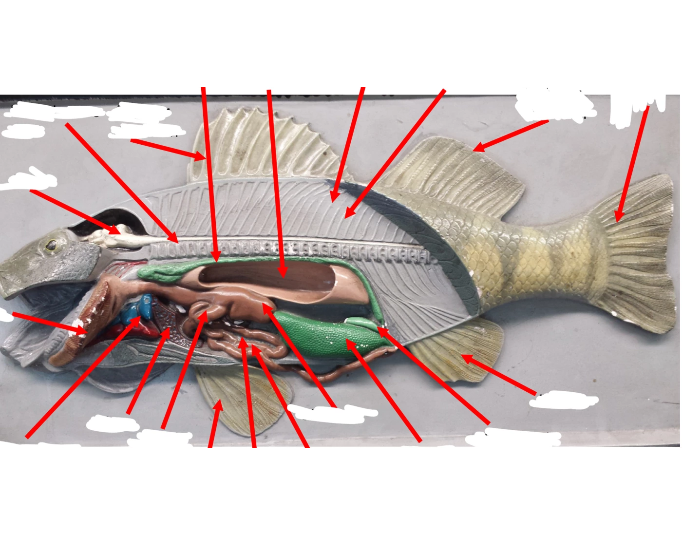 Basic Seaperch Model Perch Model Quiz