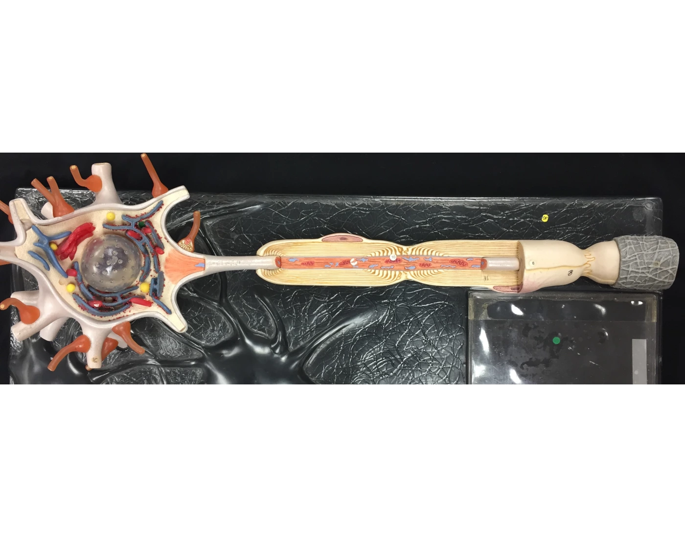 BIOL A111- Lab #7: Neuron Model — Printable Worksheet