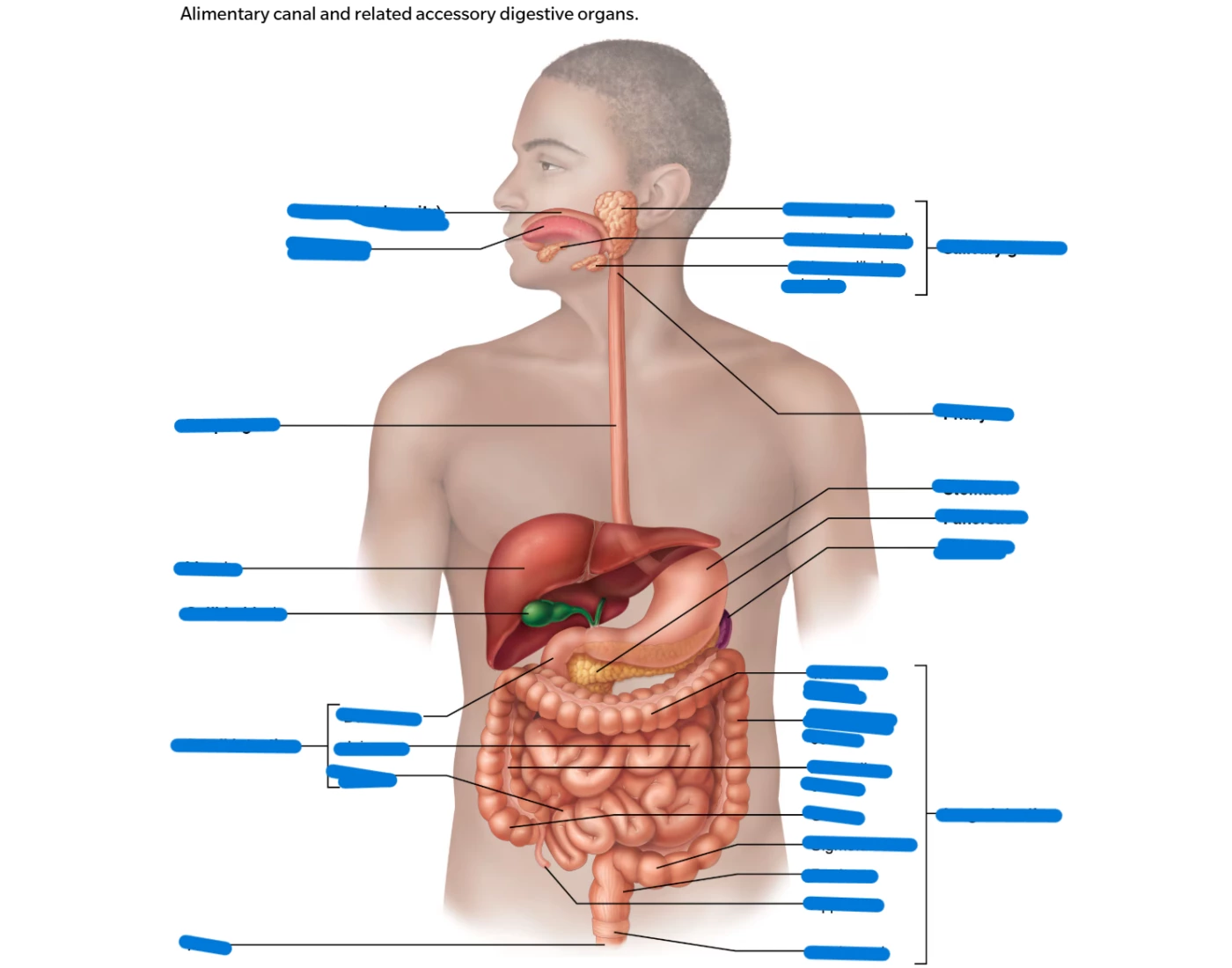 Organs That Start With G