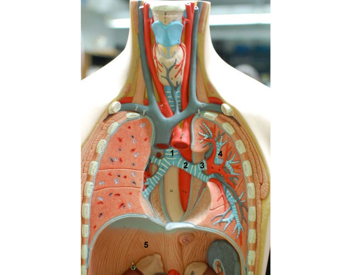 The Two Branches Of The Trachea