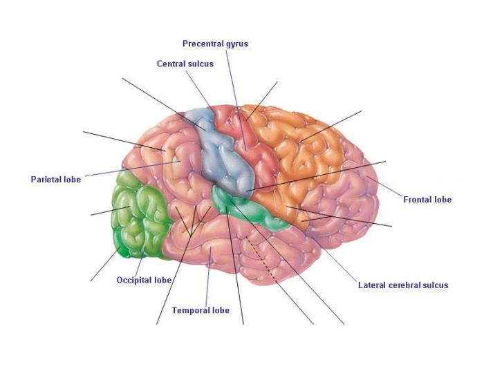 Functions of the cerebral cortex — Printable Worksheet