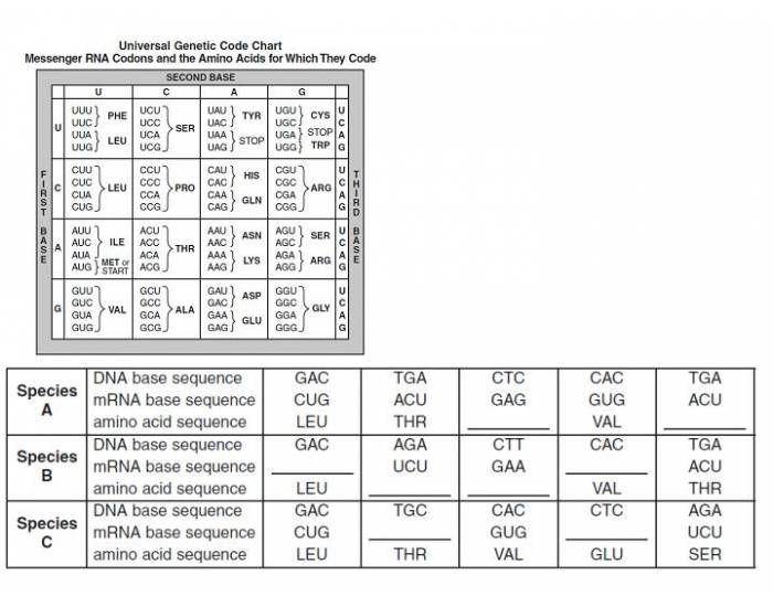 mRNA and Amino Acids — Printable Worksheet