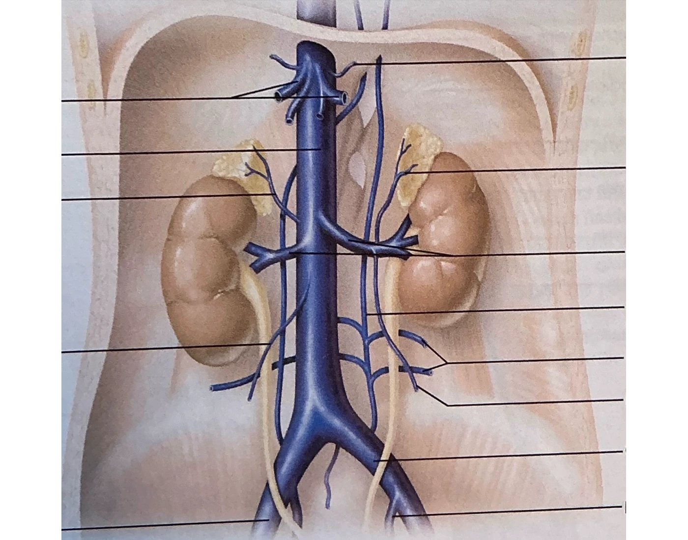 Silinsky Abdominal veins (not drained by hepatic portal) Quiz
