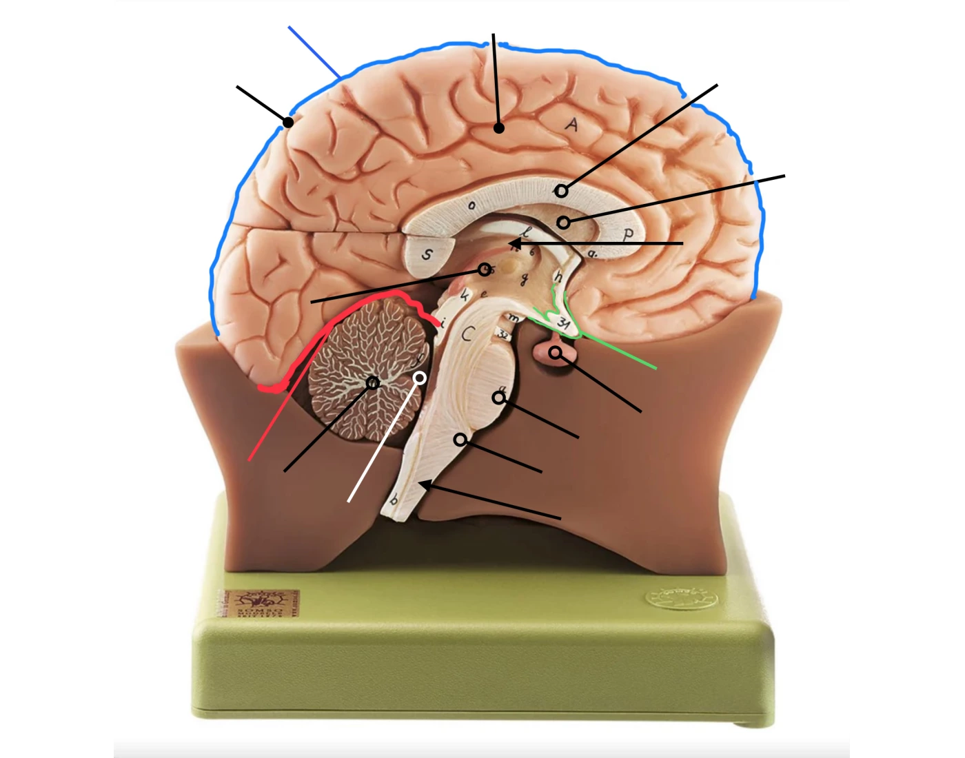 Brain Structure Quiz Brain structure quiz