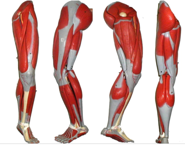 Leg Anatomy Quiz