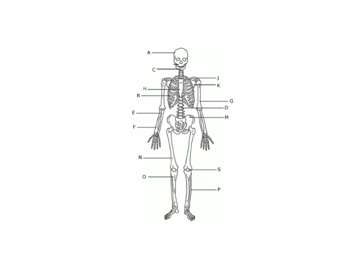 Human Bone Anatomy Quiz