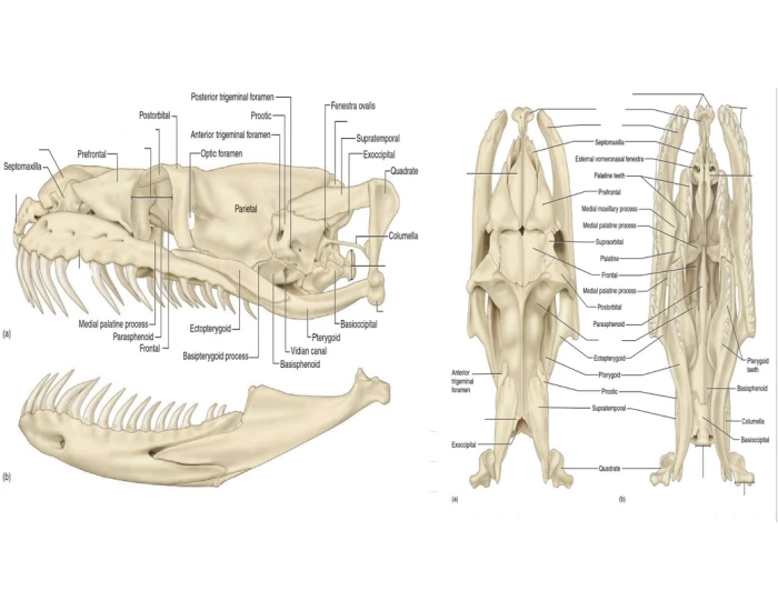 Python Skull Articulation python skull Quiz